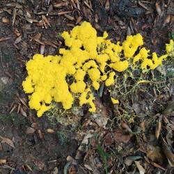 Schleimpilz, gelbe lohblüte, schöner farbtupfer im Wald