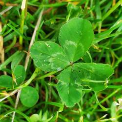 Welches ich selbst fand und weiter verschenkte