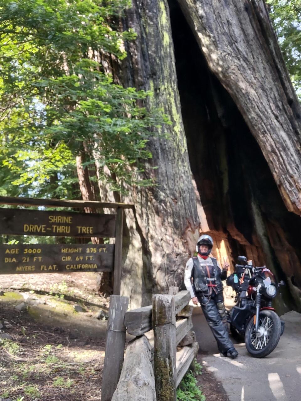 Shrine Drive Thru Tree
