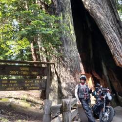 Shrine Drive Thru Tree
