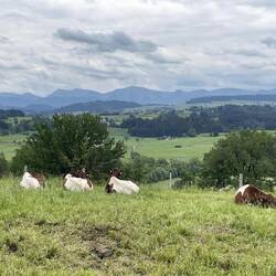 Kühe mit Panorama! Ob die Milch dann auch besser schmeck?