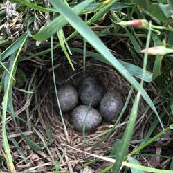 Lerchennest auf dem Weg