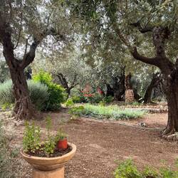 Garten Gethsemane