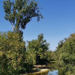 Pure nature, at the Altrhein wetlands!