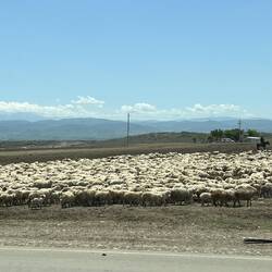 Lots of sheep herds crossing the roads