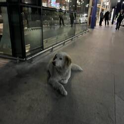 One of many stray dogs - this one living by the terminal in Tbilisi airport