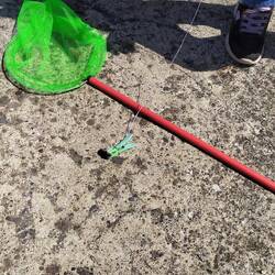 So angelt man auf Krabben