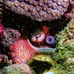 Oktopus am verstecken