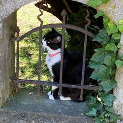 Lots of kitties on this trip