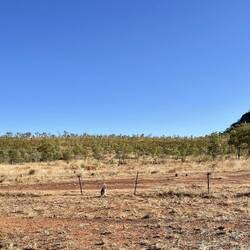 Cuuute roadside wallaby with a joey 💕