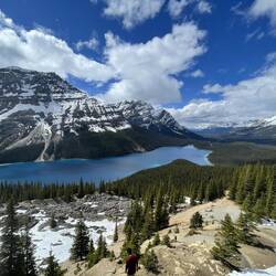 Peyto Lake - unwirklich blau