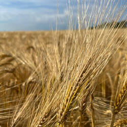 Barley fields