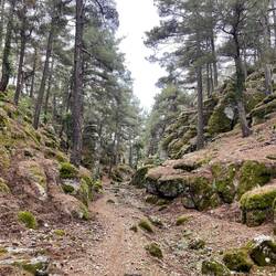 Der Weg führte durch wunderschöne Wälder.