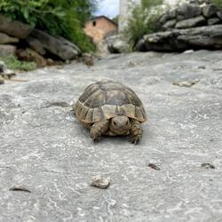 In Çaltepe bin ich heute endlich wieder mal einer kleinen Schildkröte begegnet.