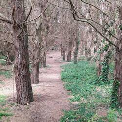 Gruselwald