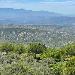 Olive fields