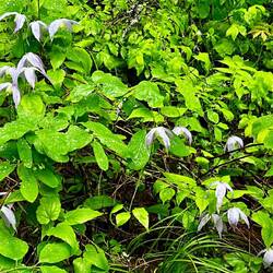 Western Clematis
