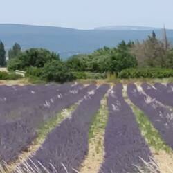 Lavendel
