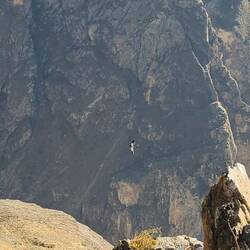 Condor