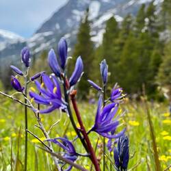 Lovely Camas flower
