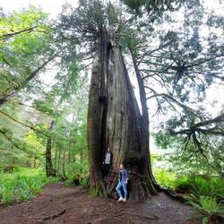 Giant Cedar Trail
