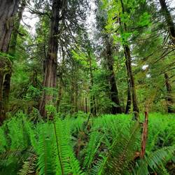 Giant Cedar Trail