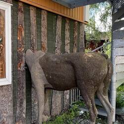 Wichtige Fakten über Elche 😂