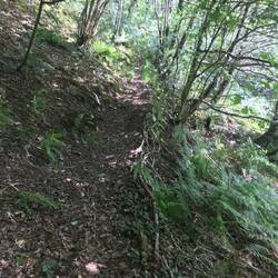 Woodland path gently ascending