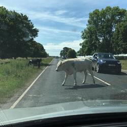 Cows like it here on the outskirts!