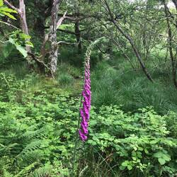 For plant lovers, nice foxglove