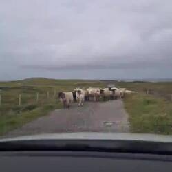 hatten noch etwas flauschigen gegenverkehr😁