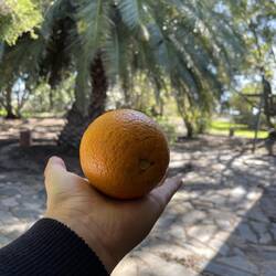 orangen ernte im winter