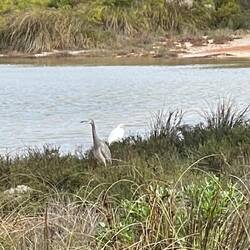 Lake Thetis - one for crap bird photography