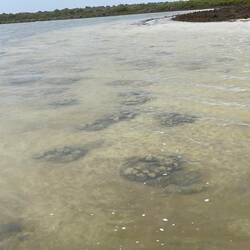 Stromatolites at Lake Thetis