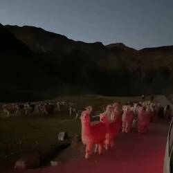 Die häts im Altiplano in Schare 🦙