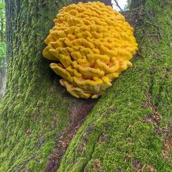 Schöner Schwefelporling