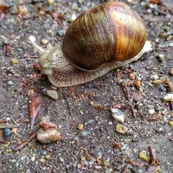 Weinbergschnecken bin ich gefühlt hunderten begegnet
