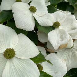Gorgeous Dogwood trees all along the park by the river