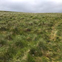 Lots of cotton grass a short distance from my Llyn Yr Adar pitch