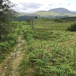 Grass track with Moel Hebog in the distance