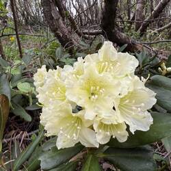 Beautiful and elusive mountain rododendrones