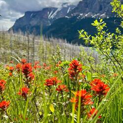 Lovely Indian Paintbrushes