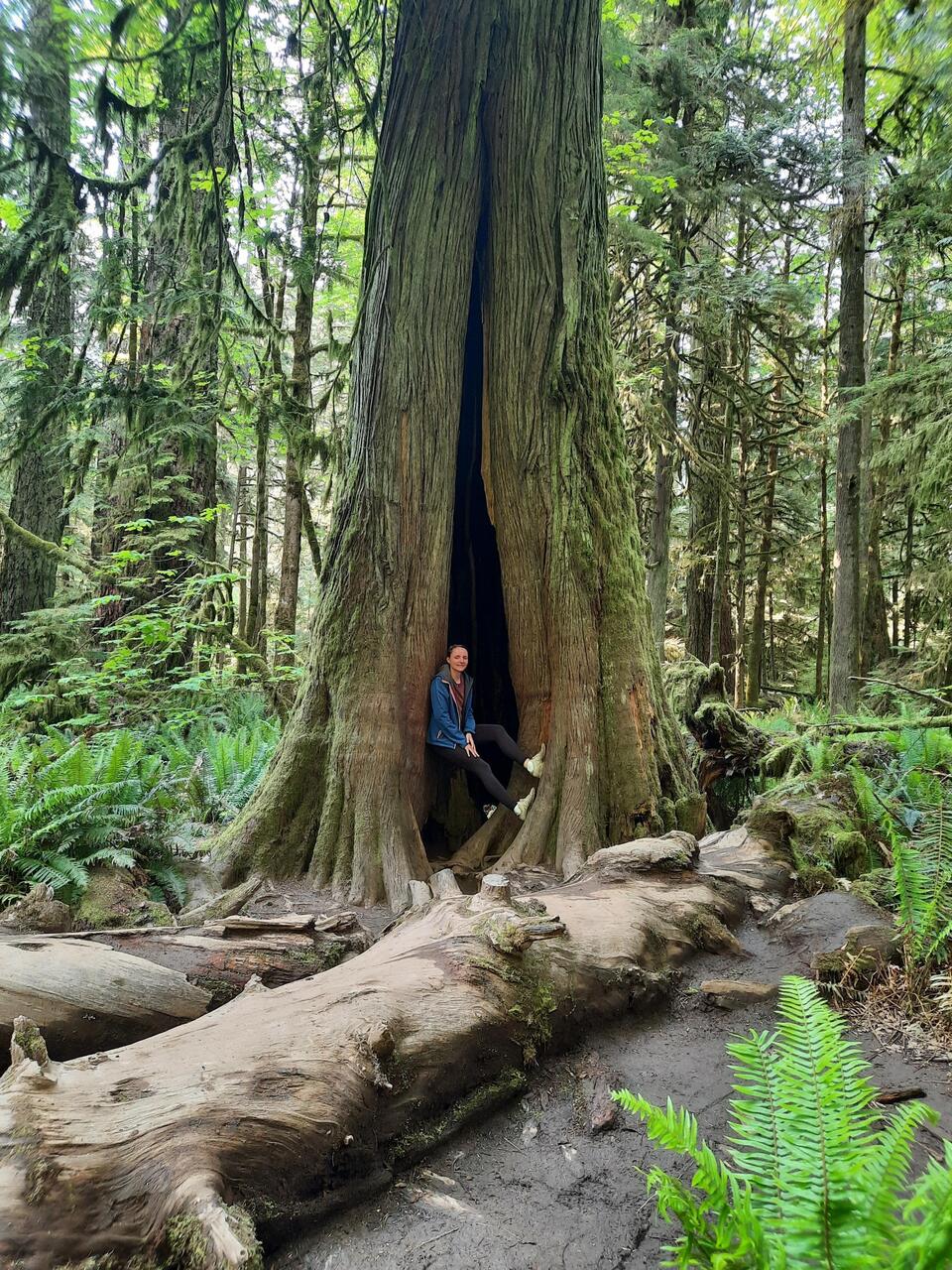 Cathedral Grove