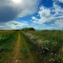 Wiesenwege oberhalb der Steilküste!