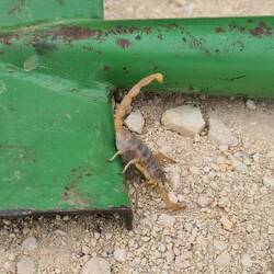 Skorpion bei der Morgentoilette entdeckt :D