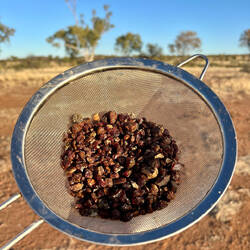 No these are not raisins, they are Garnets we collected