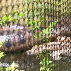 Anaconda, plus gros serpent au monde