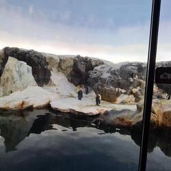 Habitat des pingouins