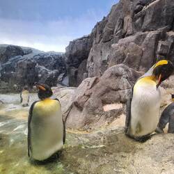 Non, ce ne sont pas des statues ou des animaux naturalisés