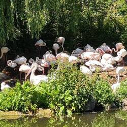Flamants roses